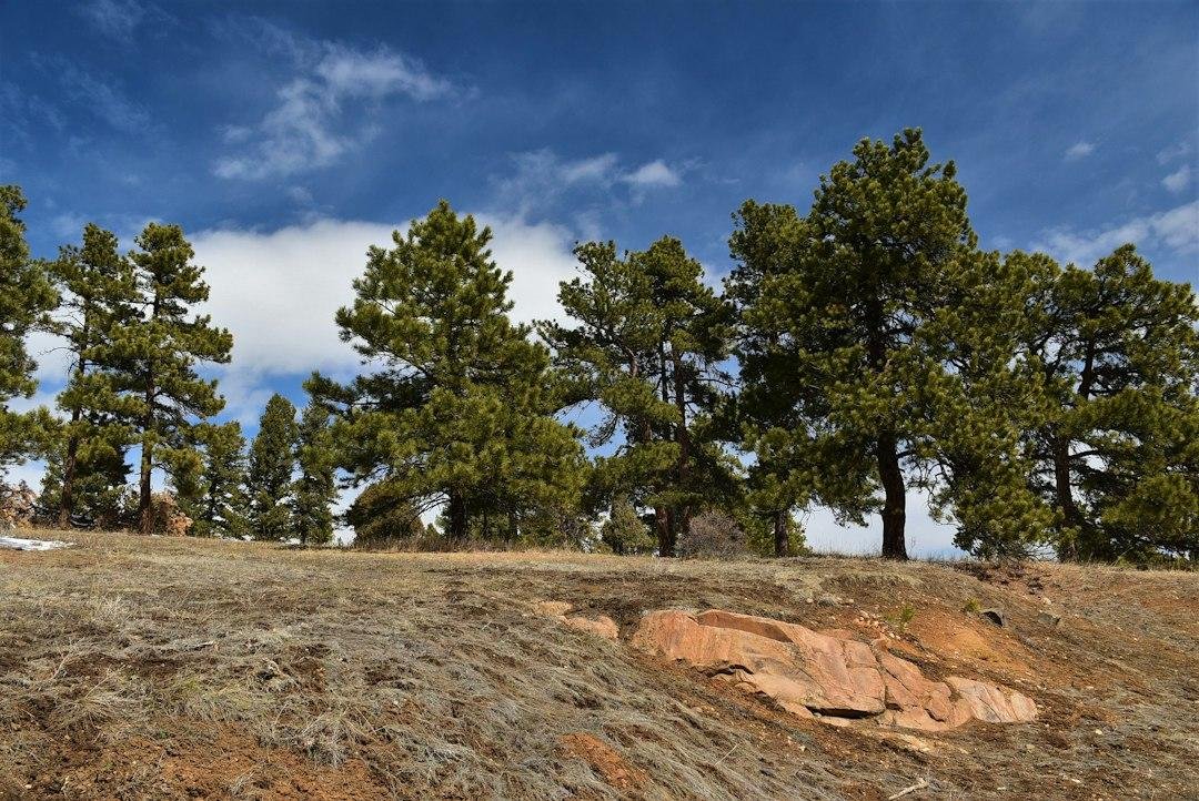Ponderosa pine woodland on Genesee Mountain, Colorado, illustrating the forest landscape